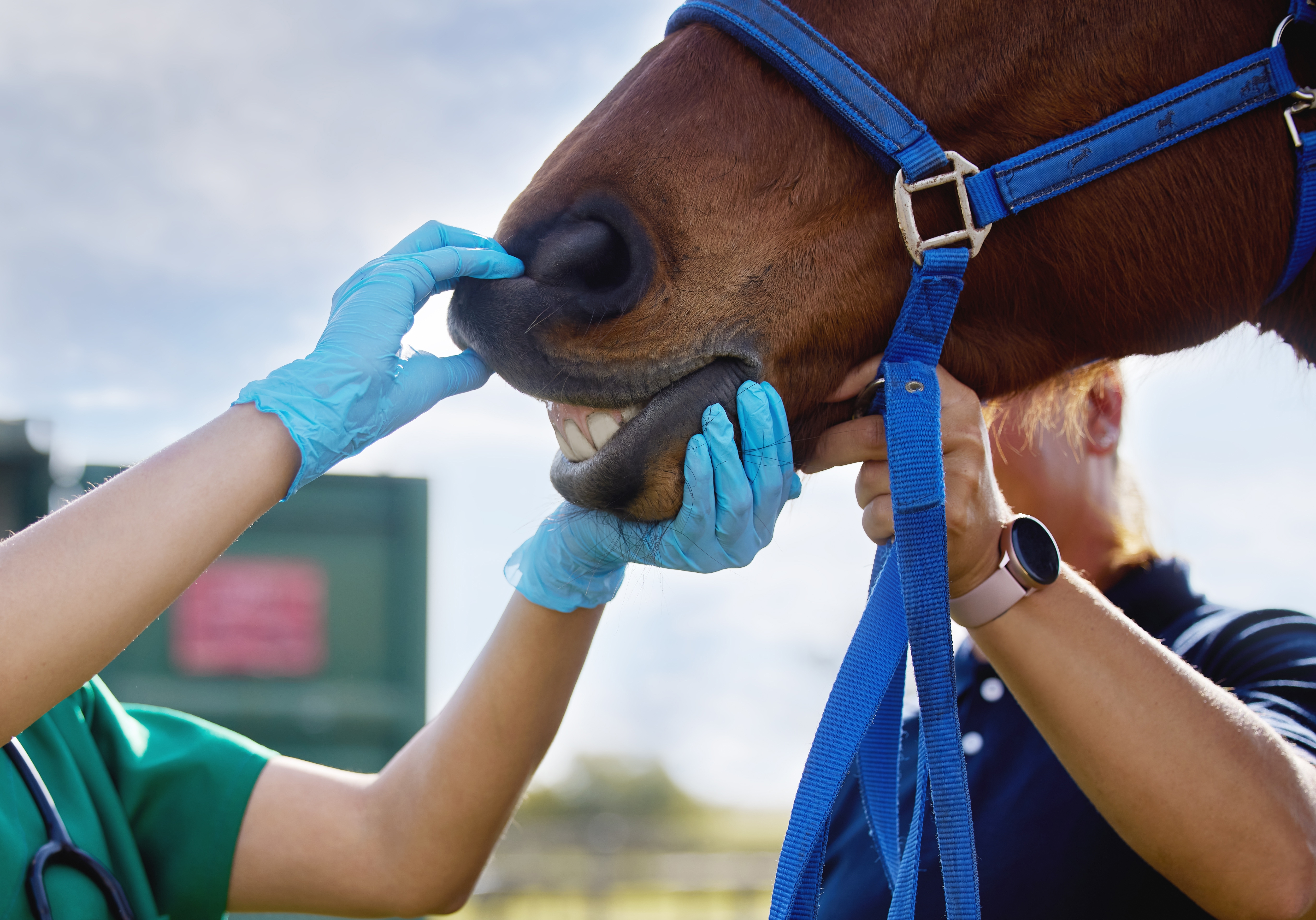 Veterinarian